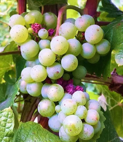 Affittacamere Gaestehaus Portugall Ellenz-Poltersdorf